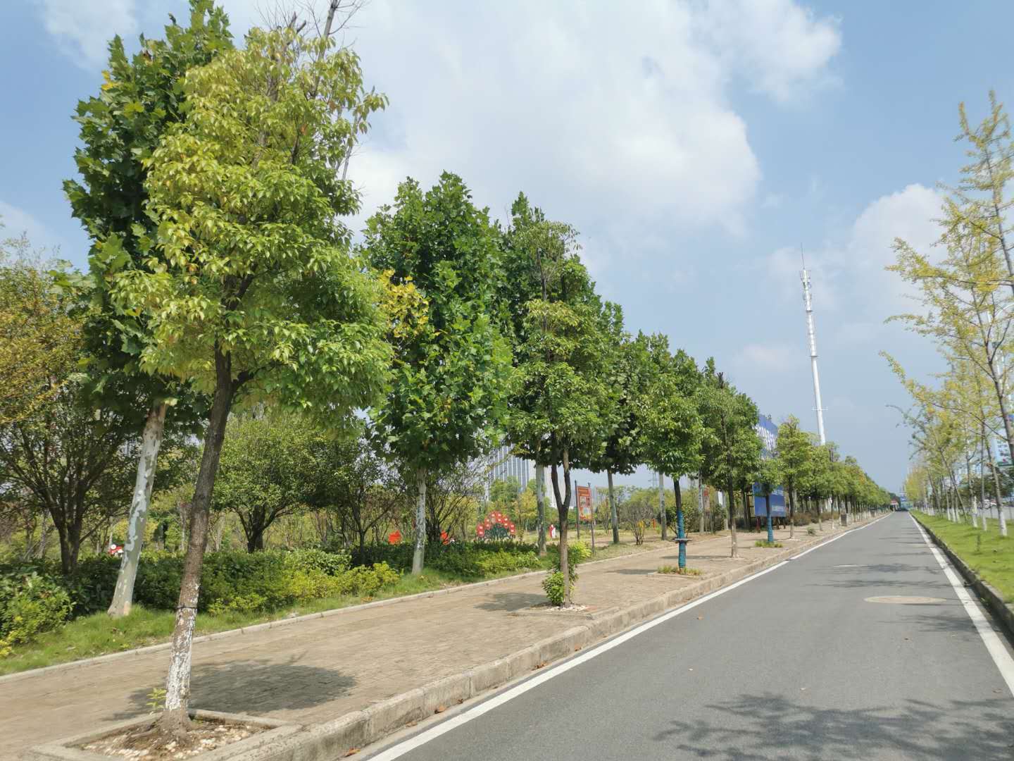 站前大道綠化-01